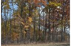 Property photo 38 - 75.3 Acres Offered in 2 Tracts